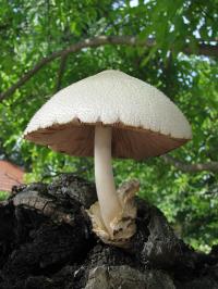 Zoom illustration 40935_Volvariella_bombycina_wikimedia_768px-Volvariella_bombycina1.jpg