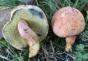 Zoom illustration 41125_Xerocomus_armeniacus_wikimedia_Rheubarbariboletus_armeniacus_10.jpg