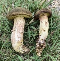 Zoom illustration 41128_Xerocomus_ferrugineus_wikimedia_Xerocomus_ferrugineus_11.jpg