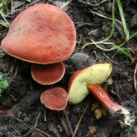 Zoom illustration 41132_Xerocomus_rubellus_wikimedia_Boletus_rubellus_20080913wb.JPG