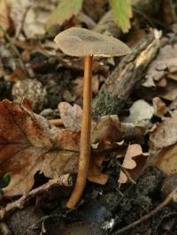 Zoom illustration 41147_Xerula_longipes_wikimedia_Xerula_pudens_(Pers.)_Singer_848279.jpg