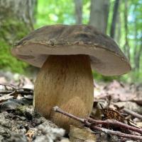 Zoom illustration 4768_Boletus_aereus_wikimedia_Boletus_aereus_4_cropped.jpg