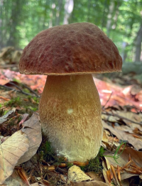 Zoom illustration 4769_Boletus_aestivalis_wikimedia_Boletus_reticulatus.png
