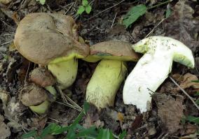 Zoom illustration 4772_Butyriboletus_appendiculatus_wikimedia_Butyriboletus_appendiculatus_collection.jpg