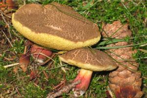 Zoom illustration 4783_Boletus_chrysenteron_wikimedia_Xerocomus_chrysenteron1.jpg