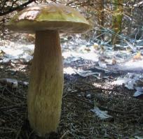 Zoom illustration 4785_Boletus_clavipes_wikimedia_Boletus_edulis_var._clavipes.jpg