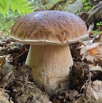 Zoom illustration 4790_Boletus_edulis_wikimedia_Boletus_edulis_0.jpg