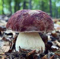 Zoom illustration 4815_Boletus_pinophilus_wikimedia_Boletus_pinophilus_0.jpg