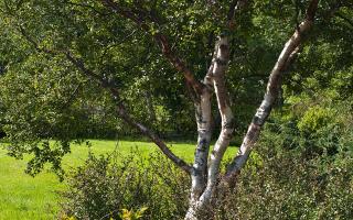 Zoom illustration 4926_Betula_pubescens_wikimedia_Birch_in_the_Park_(3666071751).jpg