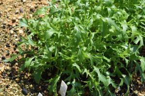 Zoom illustration 5192_Brassica_rapa_wikimedia_Mizuna2.JPG