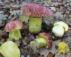 Zoom illustration 5530_Butyriboletus_regius_wikimedia_Butyriboletus_regius_cropped_4.jpg
