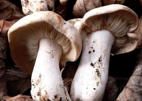 Zoom illustration 5855_Calocybe_gambosa_wikimedia_St_George's_mushrooms.jpg