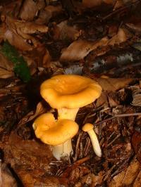 Zoom illustration 6179_Cantharellus_cibarius_wikimedia_Cantharellus_cibarius1.jpg
