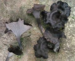 Zoom illustration 6184_Cantharellus_cinereus_wikimedia_2010-08-24_Craterellus_cinereus_(Pers.)_Quél_100703_cropped.jpg