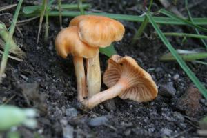 Zoom illustration 6197_Cantharellus_friesii_wikimedia_Cantharellus_friesii_IMG_3438_r.JPG