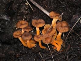 Zoom illustration 6209_Cantharellus_lutescens_wikimedia_1024px-Cantharellus_lutescens.jpg