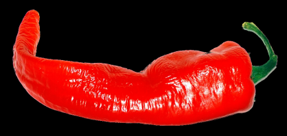 Zoom illustration 6394_Capsicum_annuum_wikimedia_Large_Cayenne.png