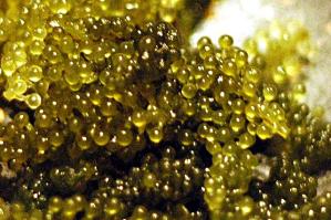 Zoom illustration 7062_Caulerpa_lentillifera_wikimedia_Umibudou_Detail.JPG