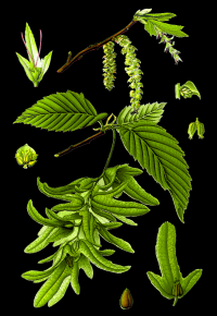 Zoom illustration 7135_Carpinus_betulus_wikimedia_charme.png