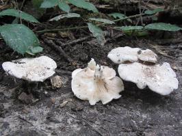 Zoom illustration 8597_Clitopilus_prunulus_wikimedia_Clitopilus_prunulus_130831w.JPG