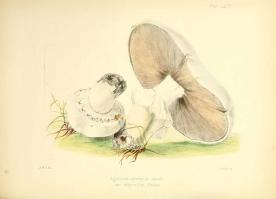 Zoom illustration 866_Agaricus_arvensis_plantillustrations_301619.jpg