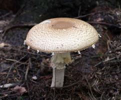 Zoom illustration 867_Agaricus_augustus_wikimedia_Agaricus_augustus_2011_G1.jpg