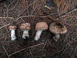 Zoom illustration 869_Agaricus_benesii_wikimedia_2021-07-31_Agaricus_benesii_(Pilát)_Pilát_1361238.jpg