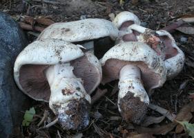 Zoom illustration 870_Agaricus_bernardii_wikimedia_1024px-2011-12-02_Agaricus_bernardii_Quél_187343.jpg