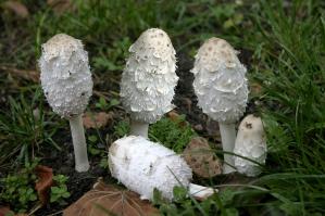 Zoom illustration 9196_Coprinus_comatus_wikimedia_1024px--_Coprinus_comatus_-.jpg