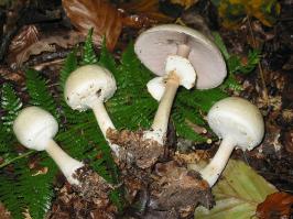 Zoom illustration 933_Agaricus_silvicola_wikimedia_Agaricus_silvicola_JPG.jpg