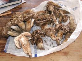 Zoom illustration 947_Agaricus_vaporarius_wikimedia_Agaricus_vaporarius_01.JPG