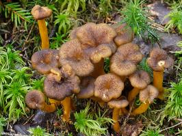 Zoom illustration 9871_Craterellus_tubaeformis_wikimedia_Craterellus_tubaeformis_1345904803_69350246bb_o_cropped.jpg