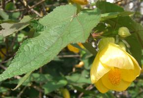 Zoom illustration Abutilon_pictum_(2).jpg