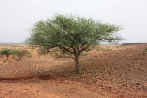 Zoom illustration Acacia_laeta_ms_2460.jpg