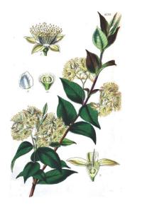 Zoom illustration Backhousia_myrtifolia.jpg