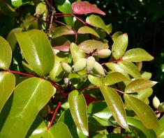 Zoom illustration Berberis_gracilis_2.jpg