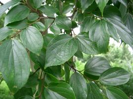 Zoom illustration Celtis_sinensis_var._japonica.jpg