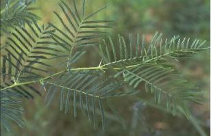 Zoom illustration Img00522-A-sieberiana.jpg