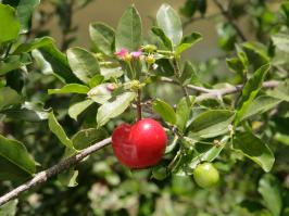 Zoom illustration Malpighia_glabra_blossom_and_fruit.jpg
