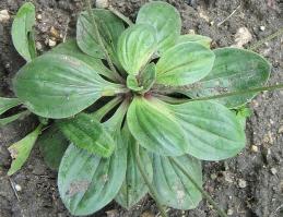 Zoom illustration Plantago_media.jpg