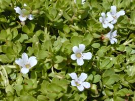Zoom illustration Starr_010818-0007_Bacopa_monnieri.jpg