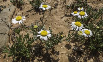 Zoom illustration aaronsohnia-pubescens-subsp.-maroccana-optimized-photo1.jpg