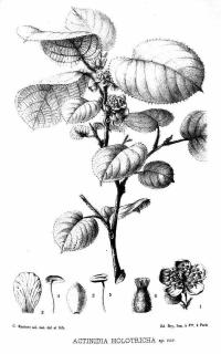Zoom illustration actinidia_holotricha.jpg
