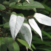 Zoom illustration actinidia_maloides.jpg