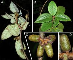 Zoom illustration actinidia_melliana.jpg
