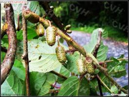Zoom illustration actinidia_rudis.jpg