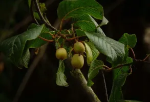 Zoom illustration actinidia_strigosa.jpg