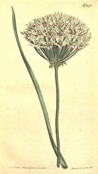 Zoom illustration ail_fleurs_comestibles.jpg