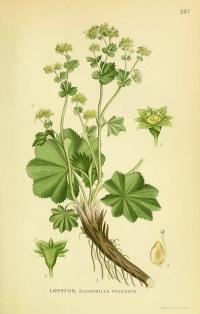 Zoom illustration alchemille_commune.jpg