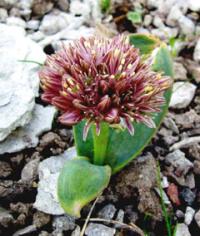 Zoom illustration allium_akak.jpg